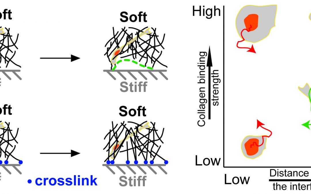 Cells sense remote stiff interfaces through soft materials.