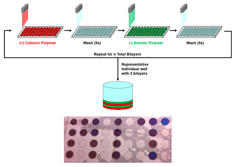 High Throughput Layer-by-Layer Films for Extracting Film Forming Parameters and Modulating Film Interactions with Cells