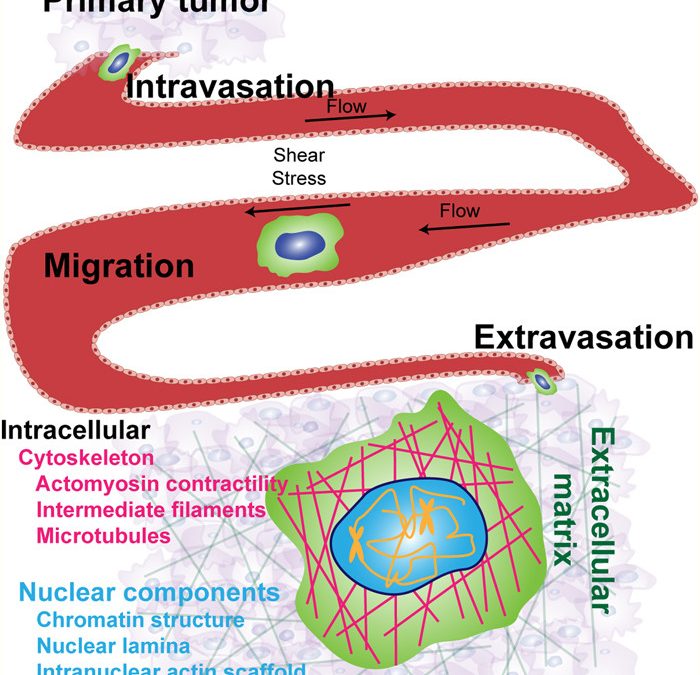 The promise of single-cell mechanophenotyping for clinical applications