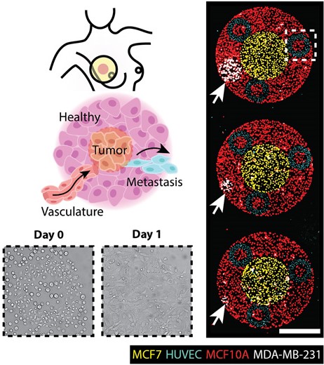 Recapitulating Complex Biological Signaling Environments using a Multiplexed, DNA-Patterning Approach