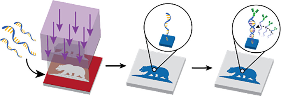 Multiplexed DNA-directed patterning of antibodies for applications in blood cell detection and analysis