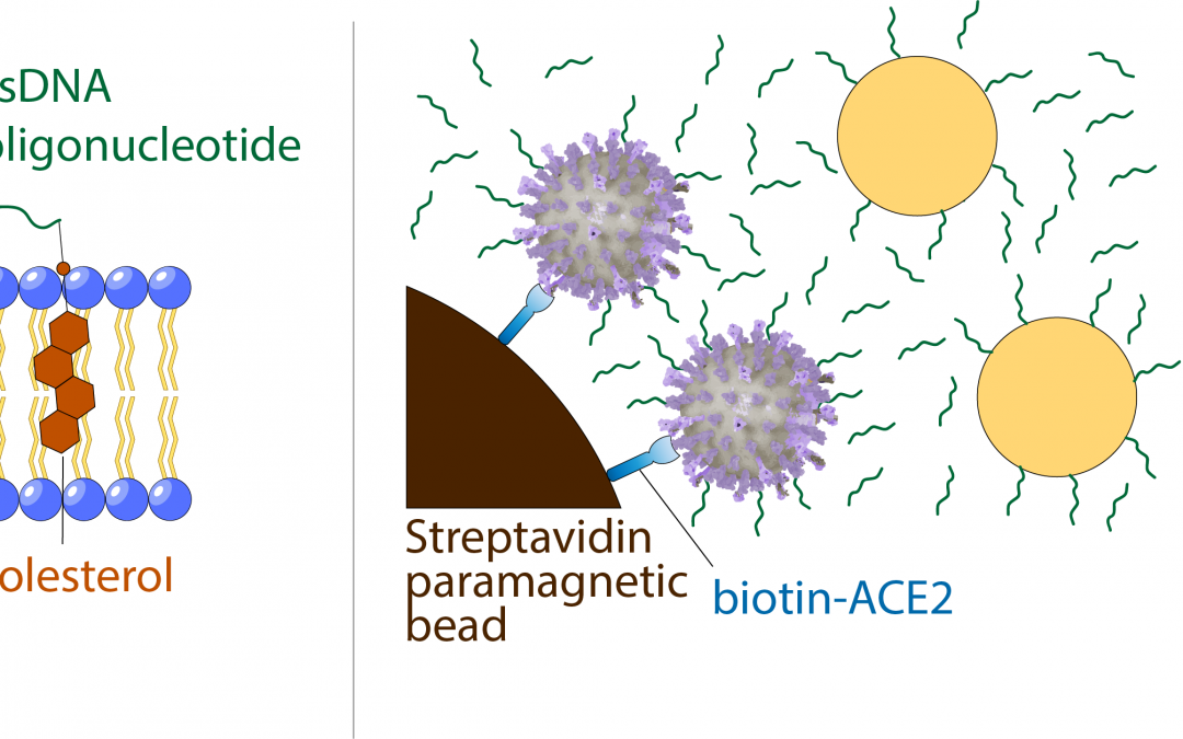 Detecting Intact SARS-CoV-2 Using Exogenous Oligonucleotide Labels