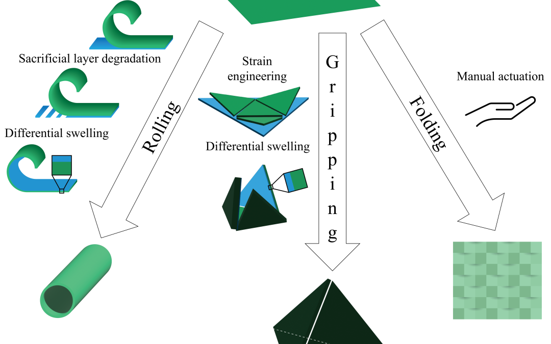 3D and 4D assembly of functional structures using shape-morphing materials for biological applications