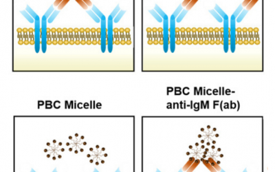 Researchers explain how nanomaterial aids antibody response, study it as antibody factory