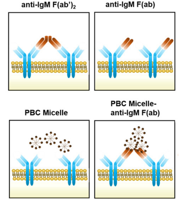 Researchers explain how nanomaterial aids antibody response, study it as antibody factory